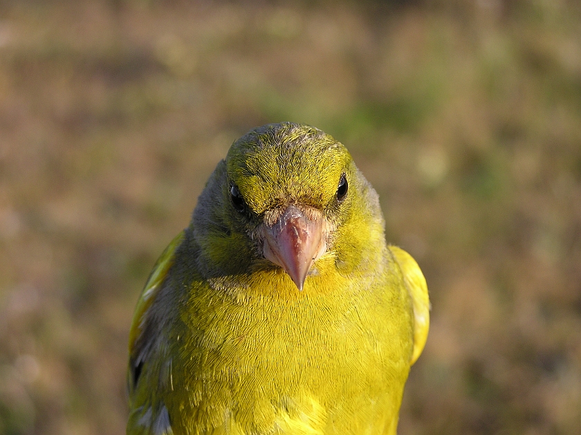 European Greenfinch, Sundre 20080602